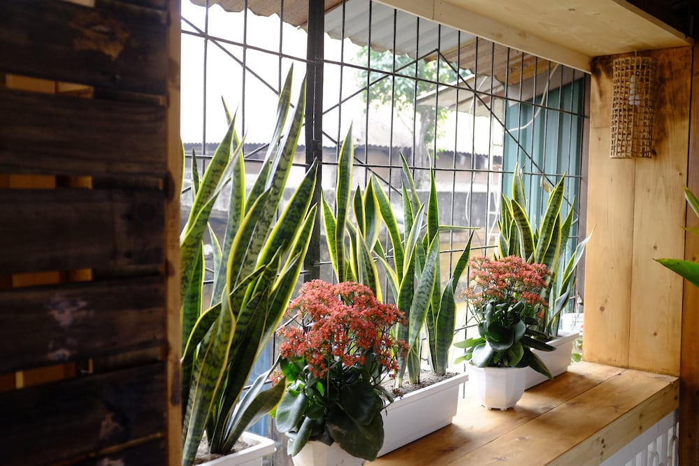 A Green Home 22/30