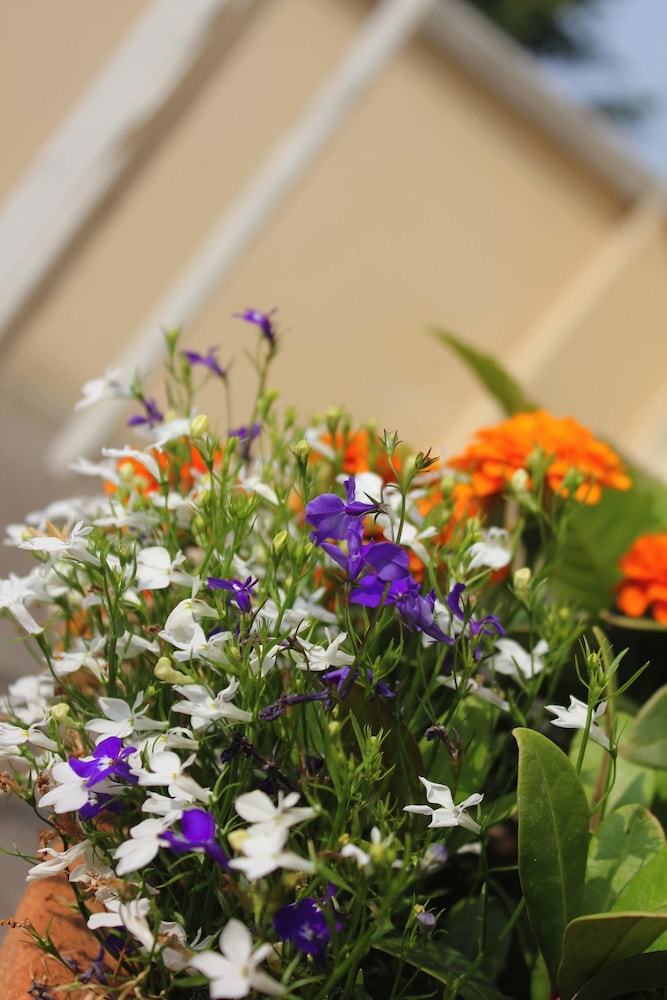 Brentwood Guest House Hotel 2/50