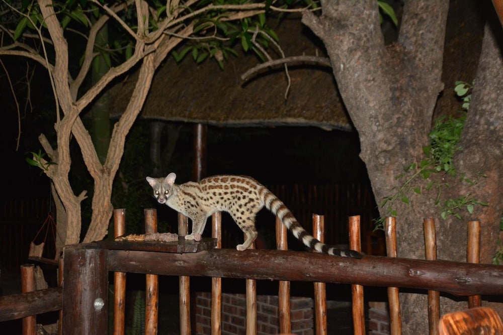 Bona Ngwenya Lodge 42/45