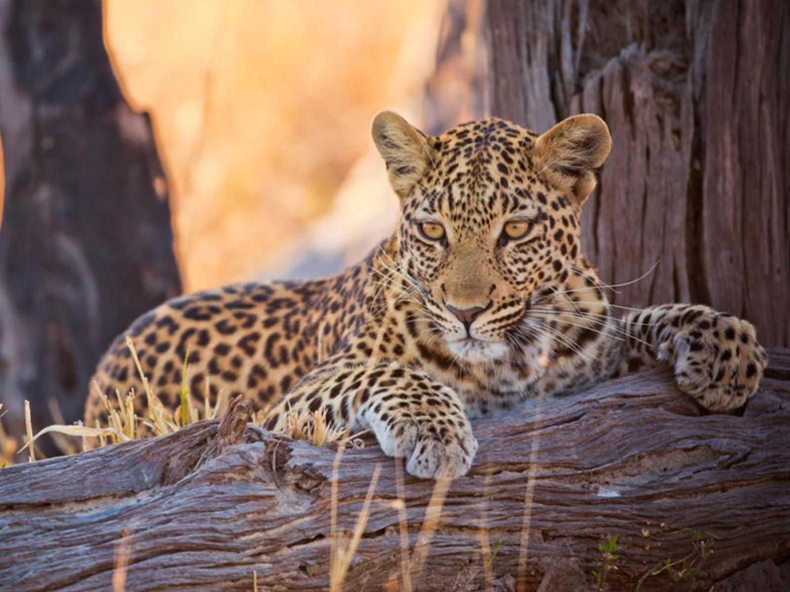 Imagine Africa Luxury Tented Camp 10/50