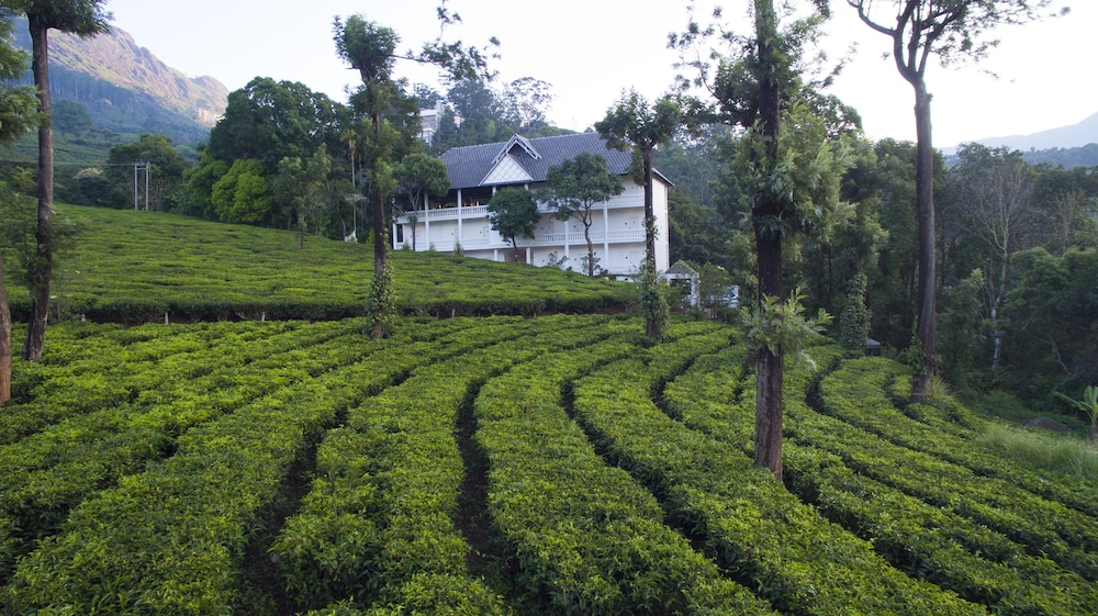 Tea Harvester Munnar 39/50