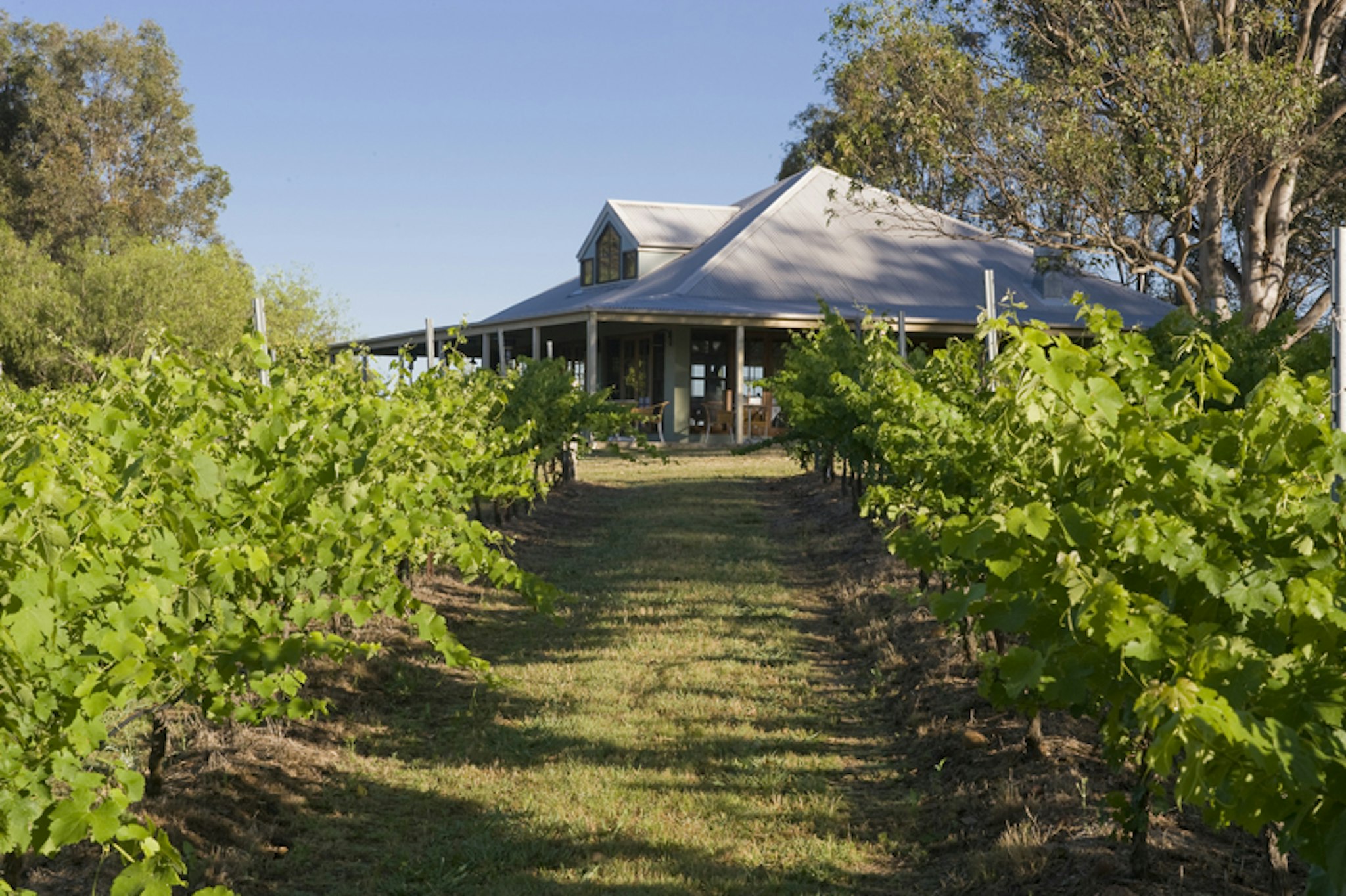 Spicers Vineyards Estate 54/59