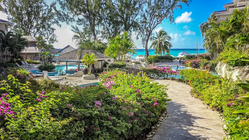 Bougainvillea Barbados 58/61