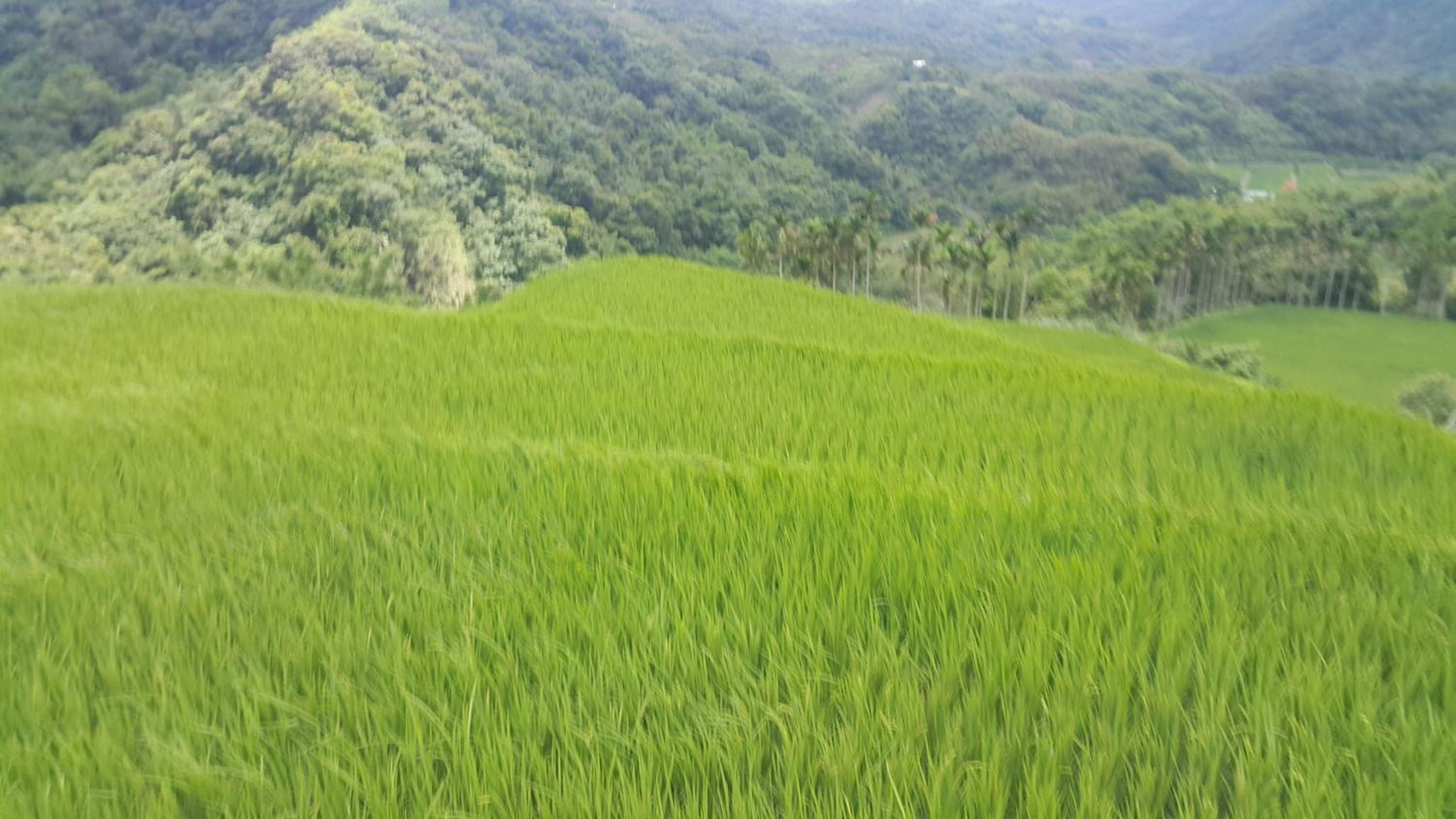 Hualien Pine 42/50