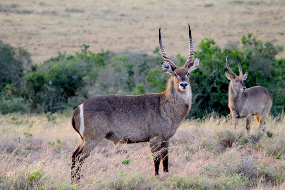 Amakhala Safari Lodge 41/50