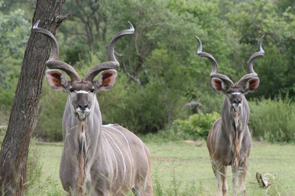 Amakhala Safari Lodge 37/50
