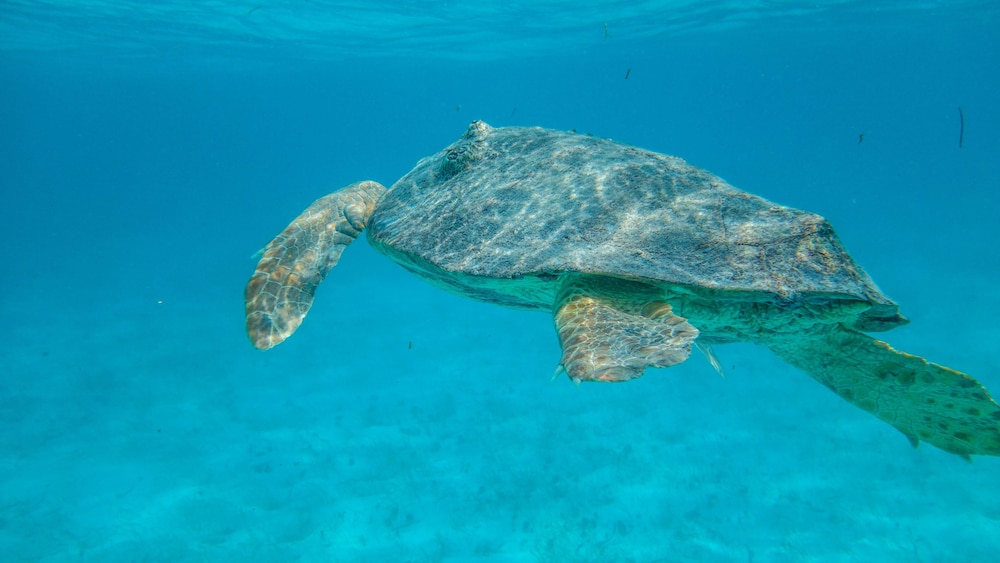 Ranguana Caye Cabanas 43/50