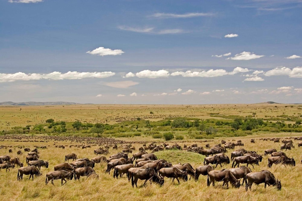 Mara Intrepids Tented Camp 20/49