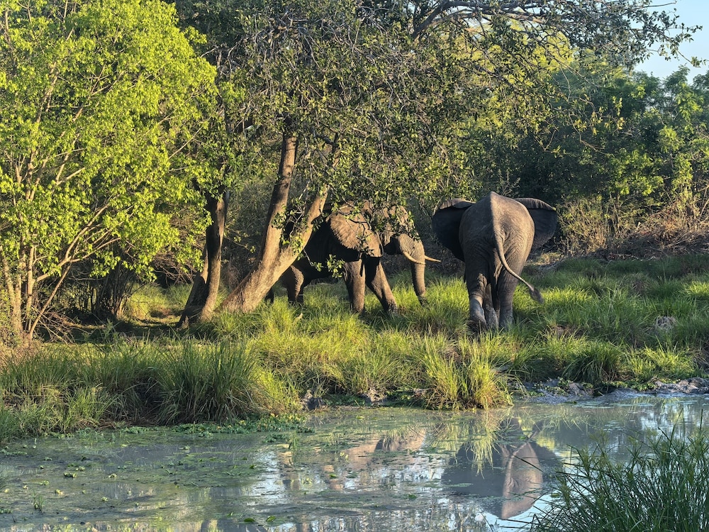 Africa Safari Camp 47/50