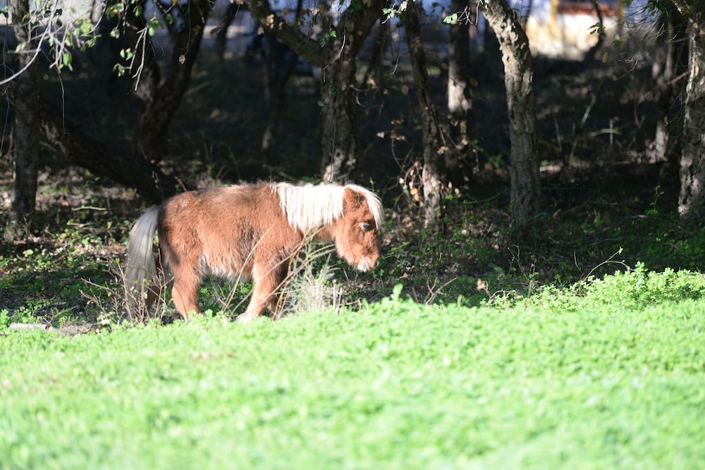 Quinta da Samoqueirinha 25/33