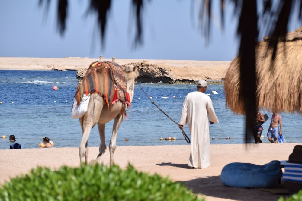 Sharm El Naga Resort and Diving Center 22/37
