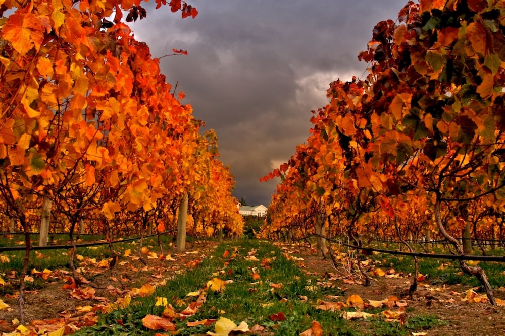 Vintners Retreat 36/50