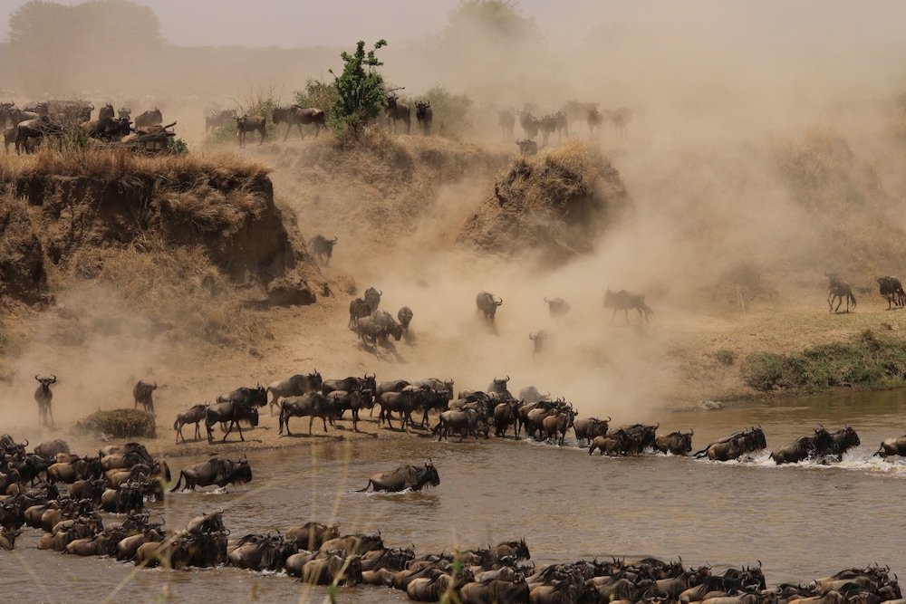 Gnu Mara River Camp 40/50