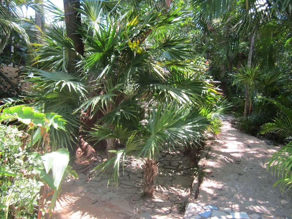 Coconut Tree West End 41/54