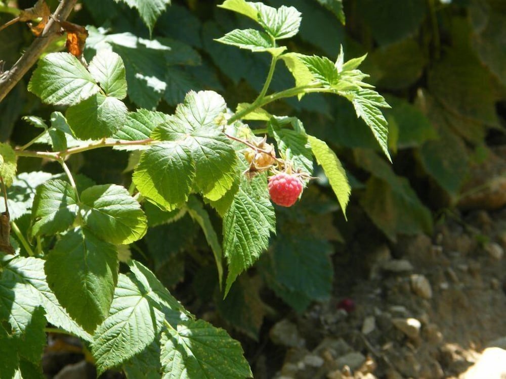 Fattoria Antica Forconia 21/24