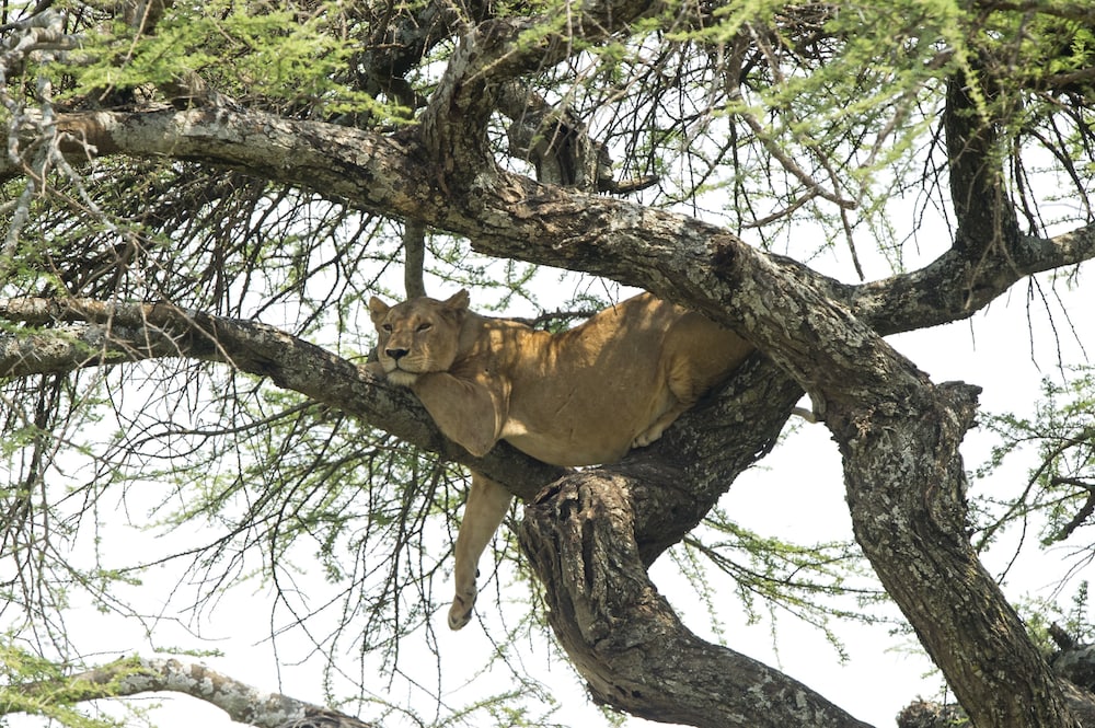 Serengeti Serena Safari Lodge 53/58