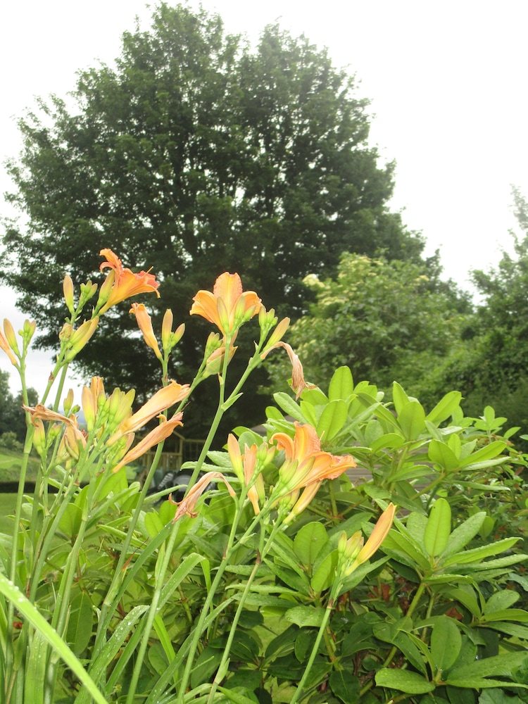 Brambles B&amp;B 39/49