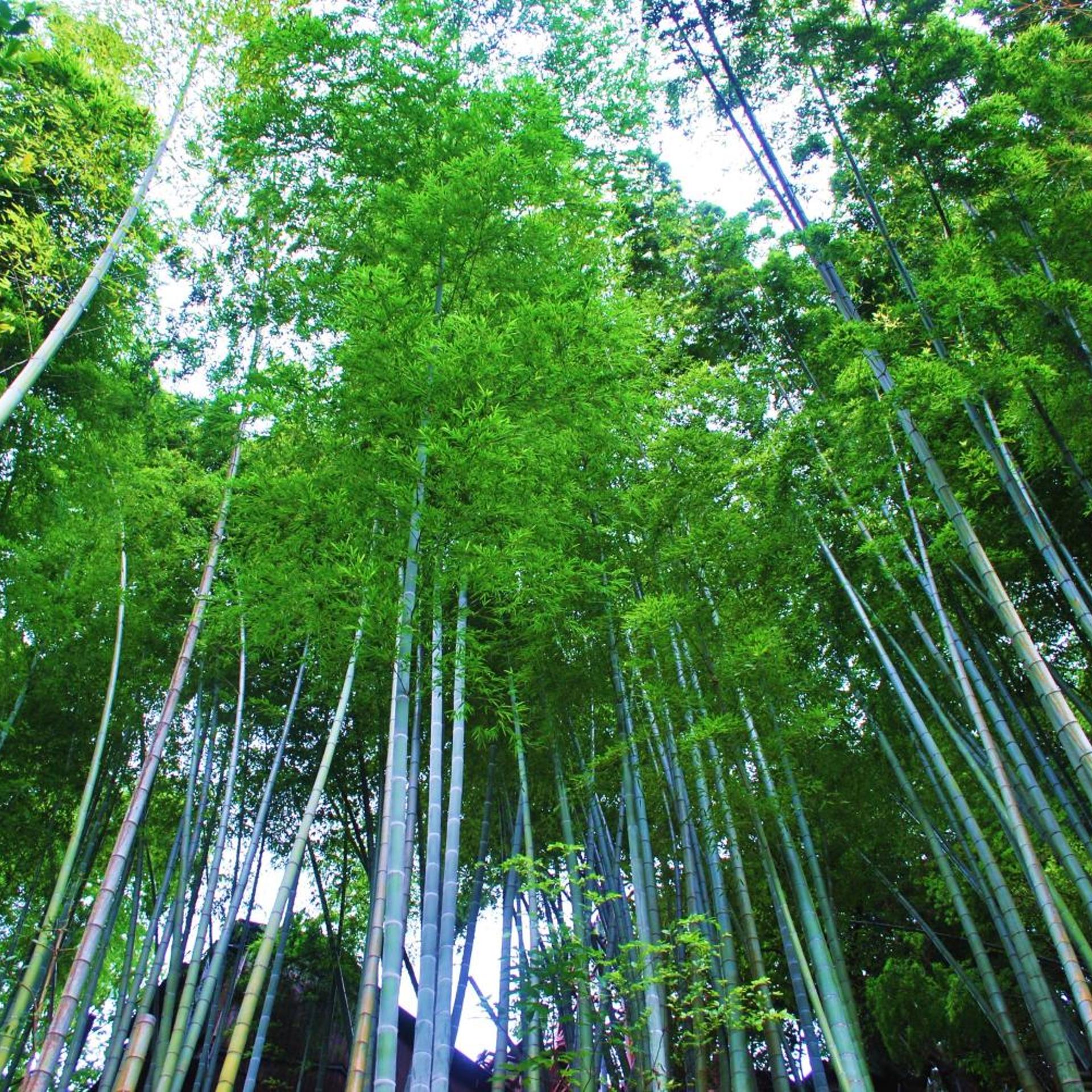 Hakone Tonosawa Onsen Shiunso 45/50