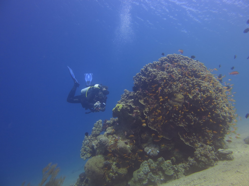 Red Sea Dive Center Hotel and Dive Center 19/29