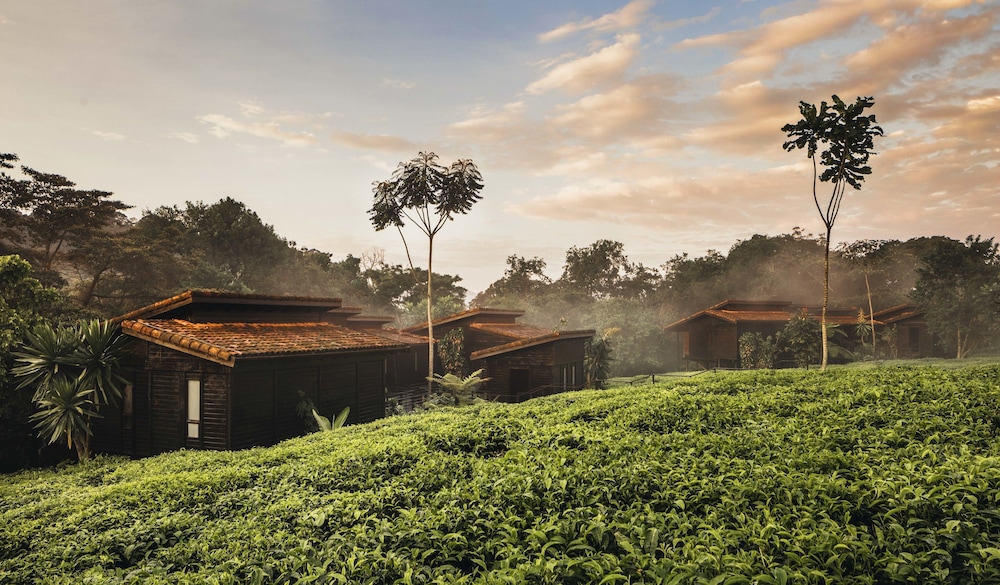Nyungwe Tea Forest Resort 59/71