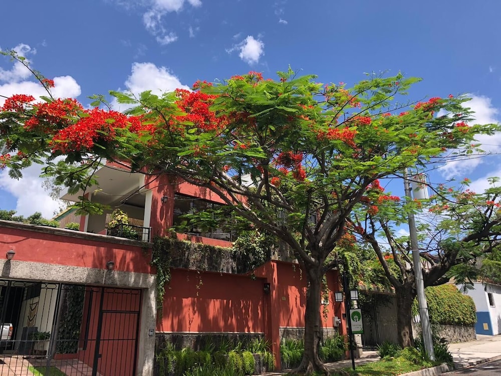Arbol de Fuego 4/63