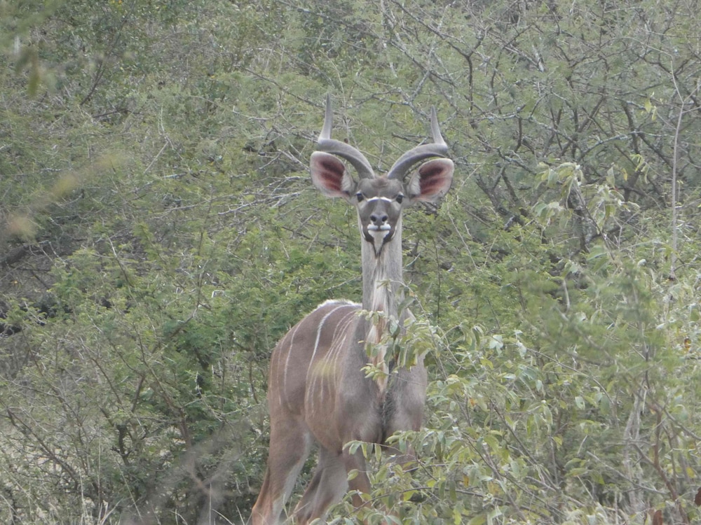 Gem in the Bush Lodge 21/50