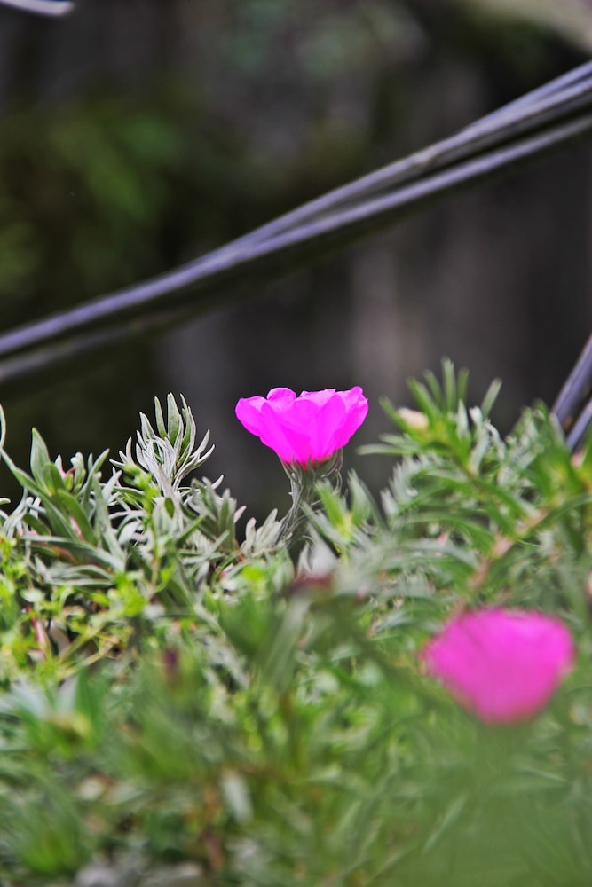 Sapa Aroma Hotel 31/32