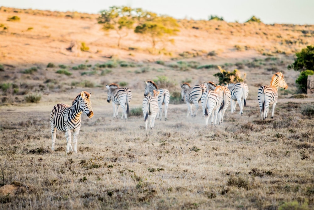 The Ranch House at African Safari Lodge 37/50