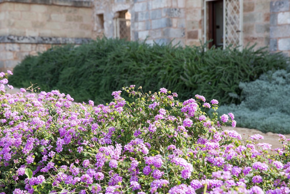 Masseria Saietti 34/50
