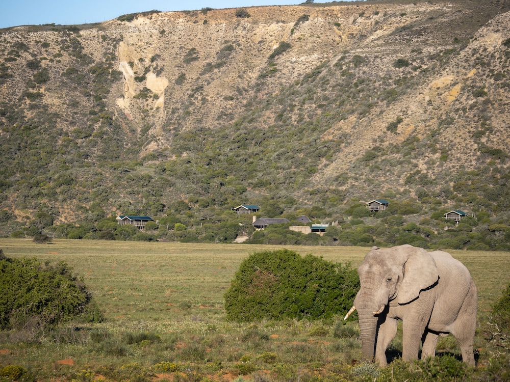 Hillsnek Safari Camp 43/50