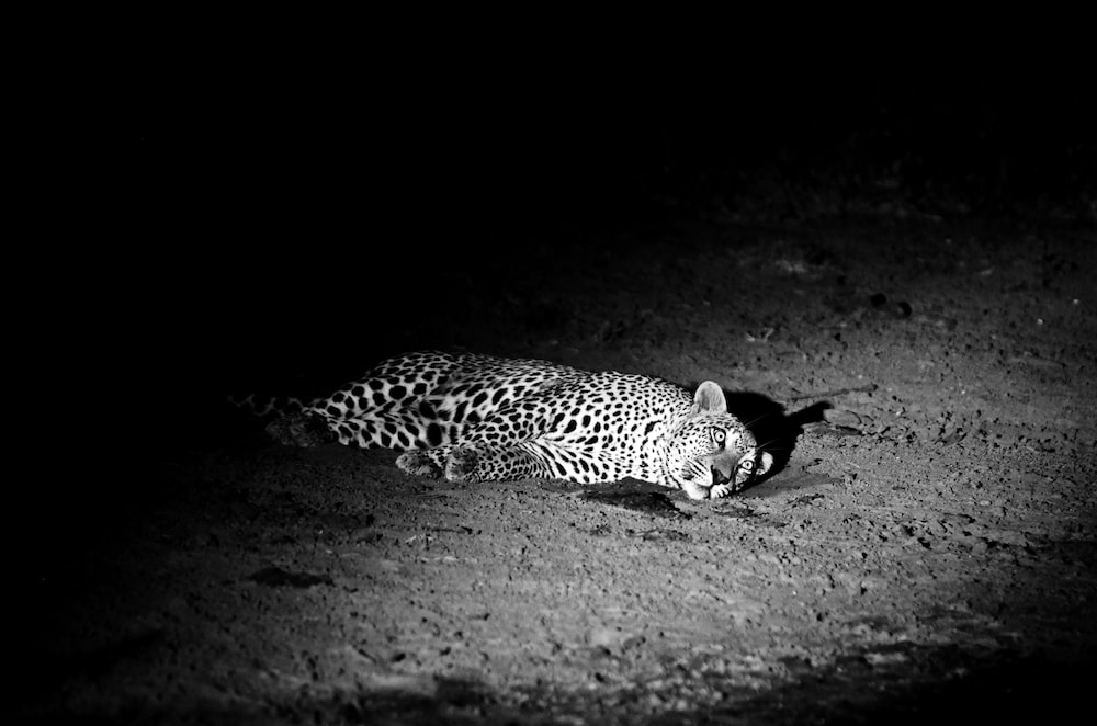 Simbavati River Lodge 28/50