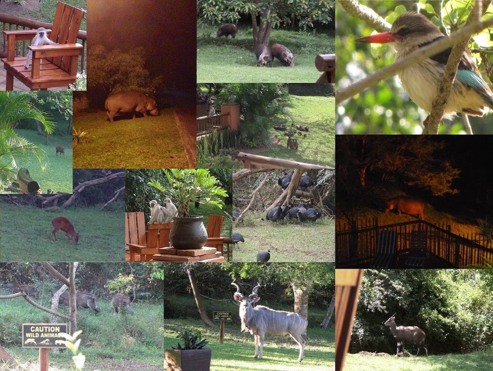 Elephant Coast Guest House 23/50