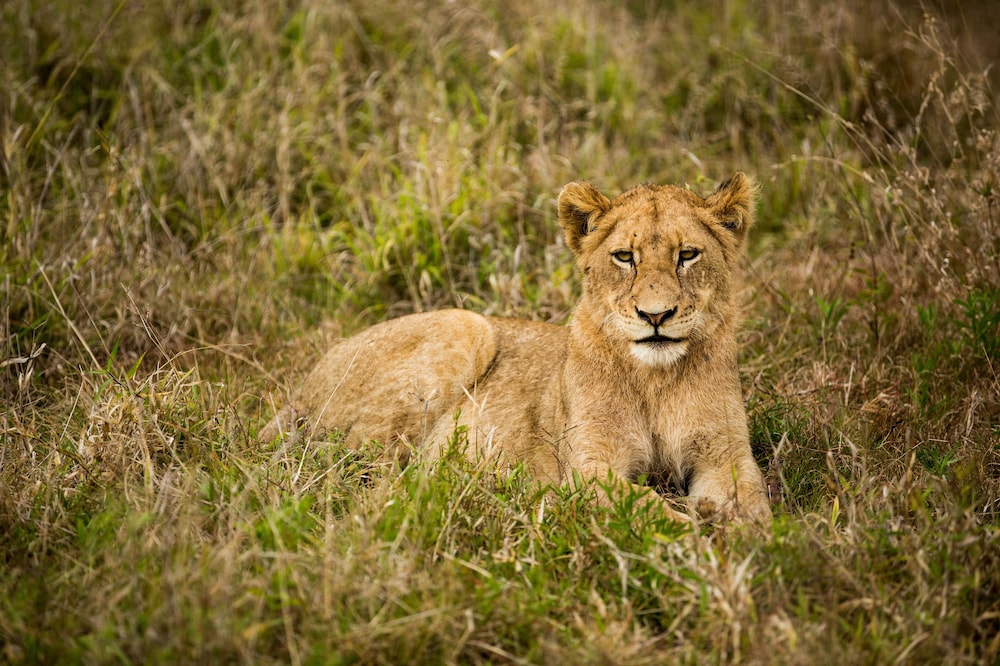 Hamilton Tented Camp 52/56