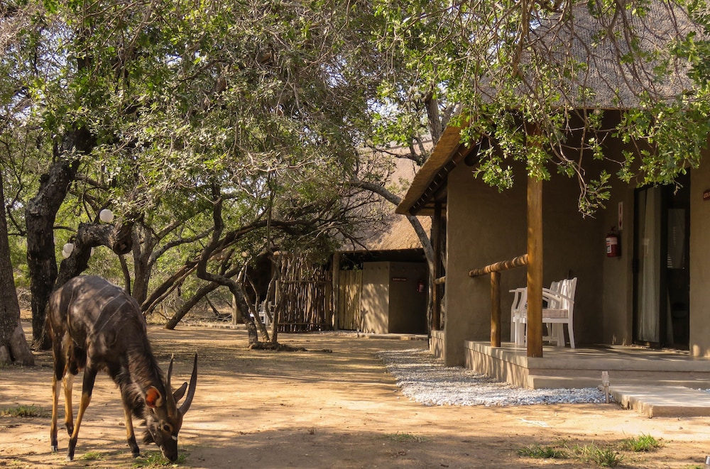 Bushbaby River Lodge 5/59