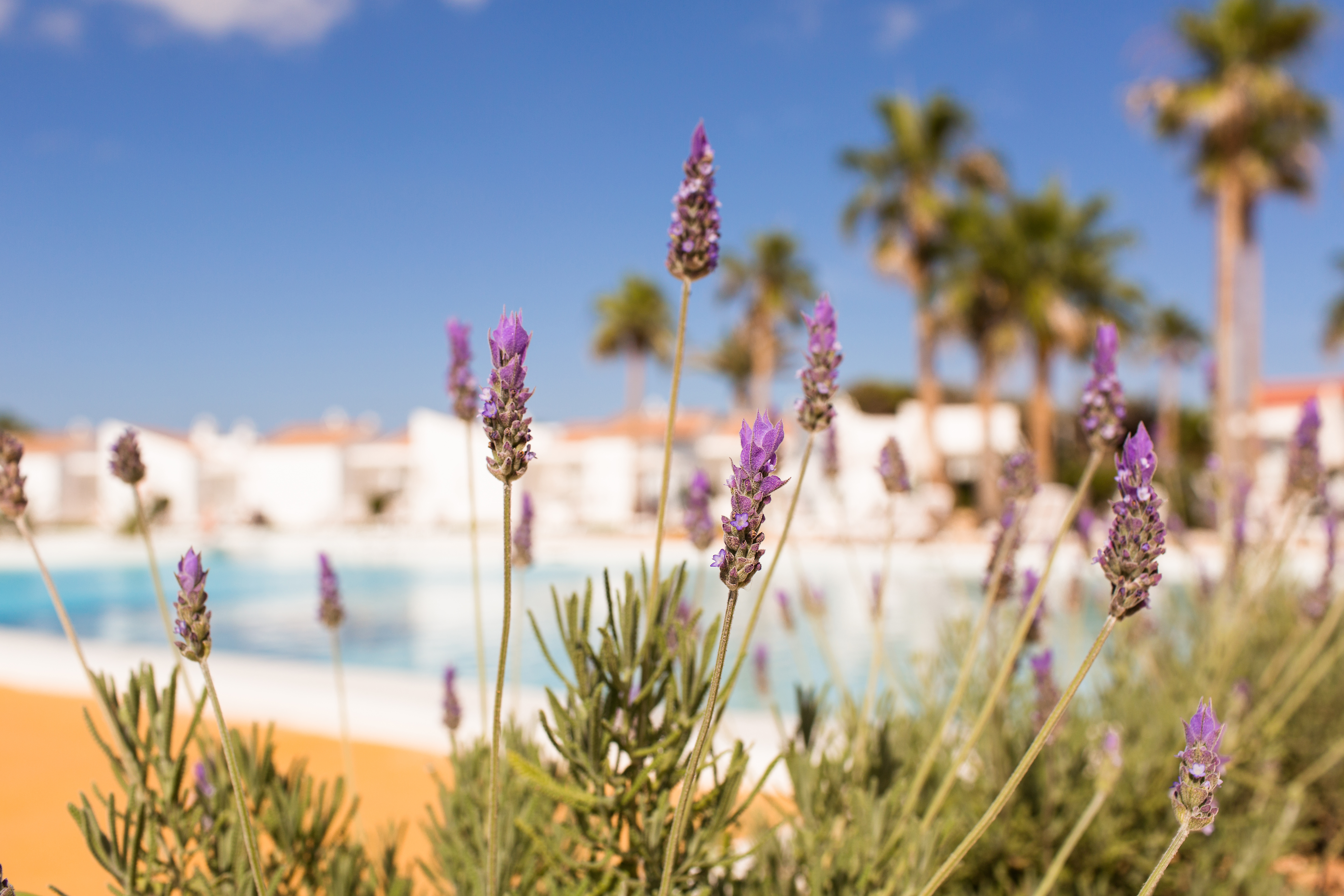 Sagitario Menorca Mar Apartments Adults only 36/50