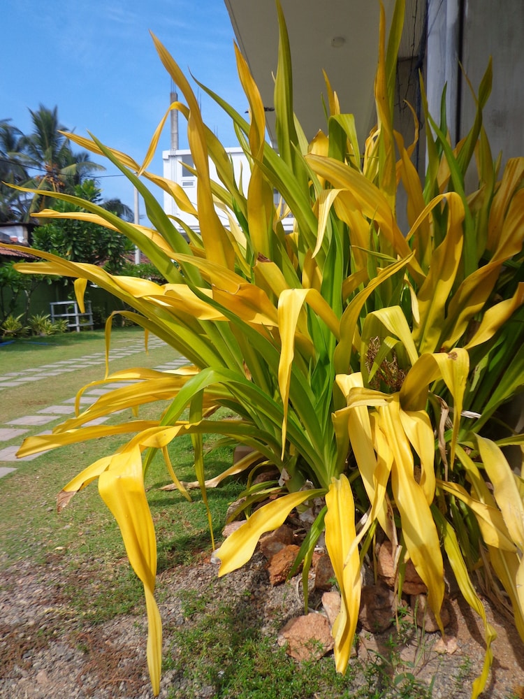 Hotel Star White Negombo 29/50