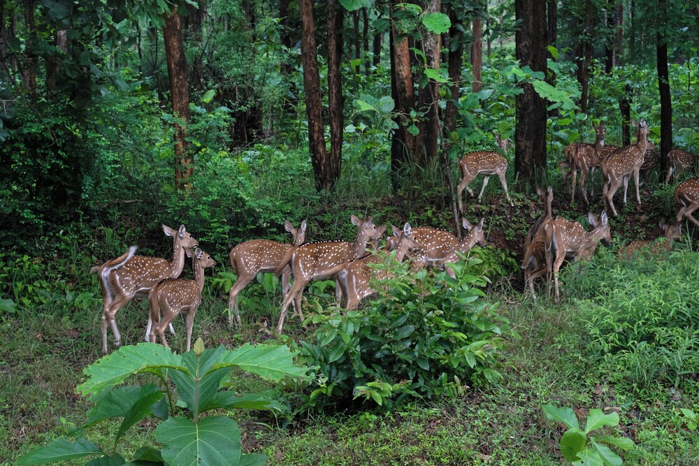 Brij Sone Bagh, Bandhavgarh, A Luxury Jungle Retreat 59/61