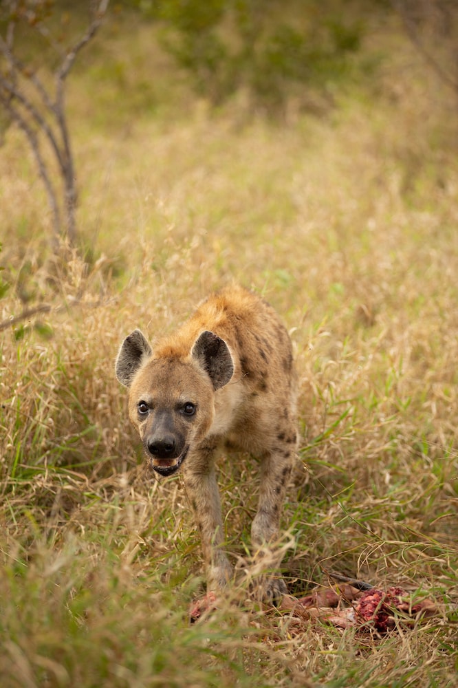 Hoyo Hoyo Safari Lodge photo4