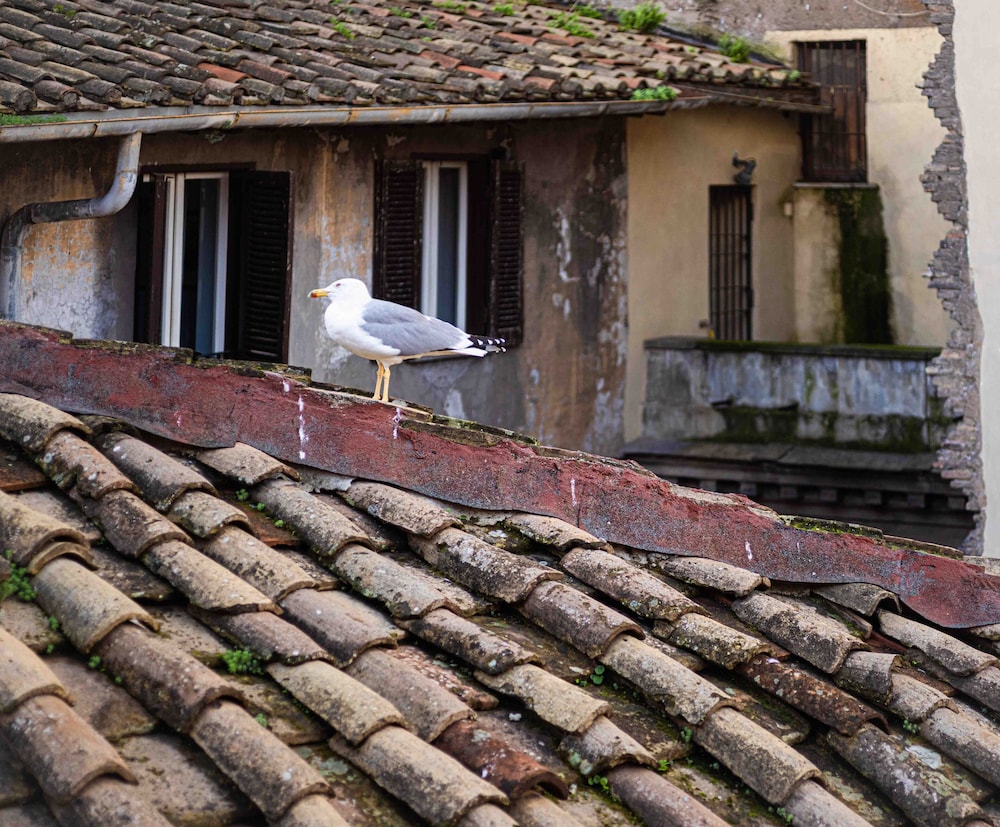 Casa De' Fiori Biscione 46/50