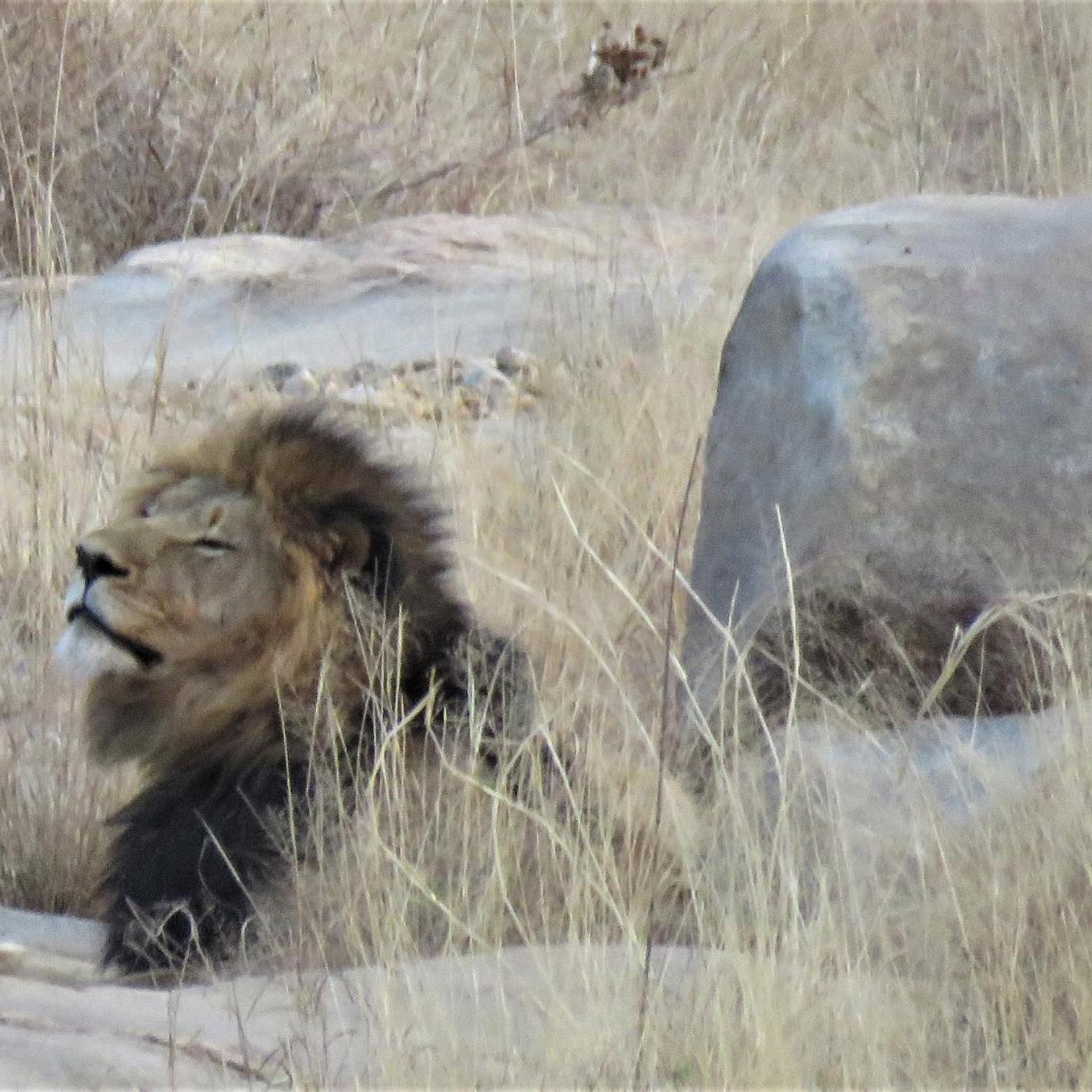Sable Creek Safari Lodge 13/21