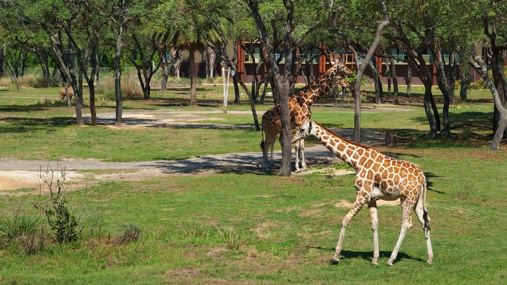 Disney Animal Kingdom Villas Jambo House 33/60