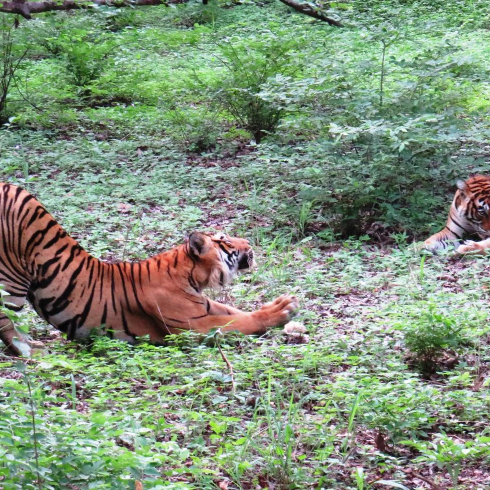 Treebo Rajputana Ranthambore 47/50