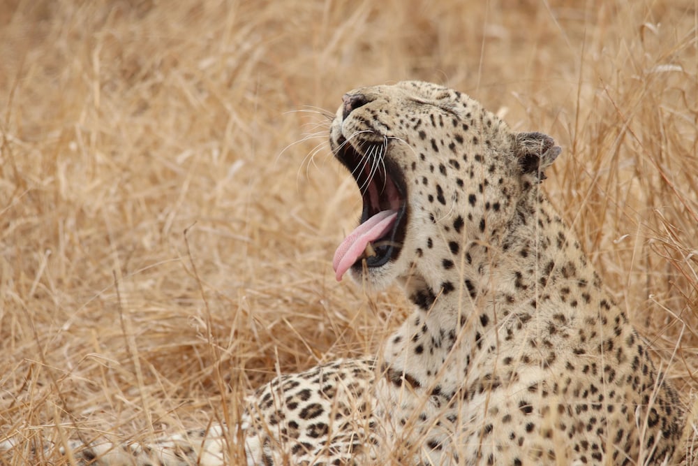 Phelwana Game Lodge 25/50