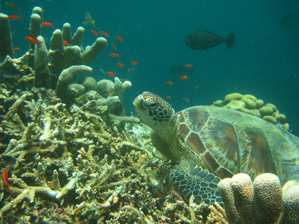 Sipadan Inn 2 43/50