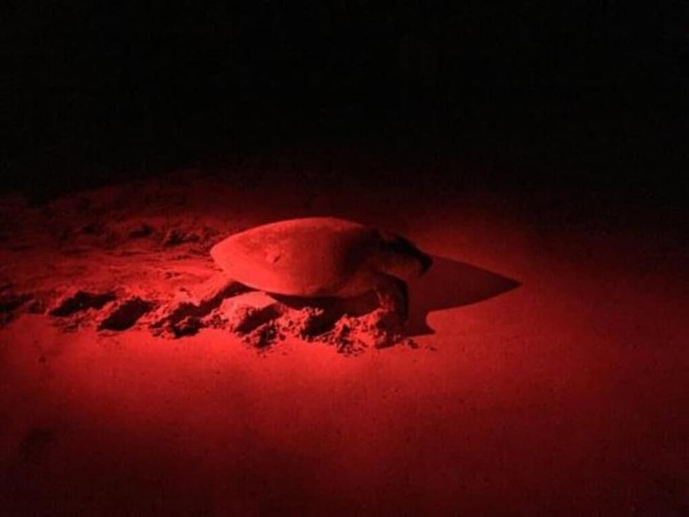 Turtle Paradise 24/46