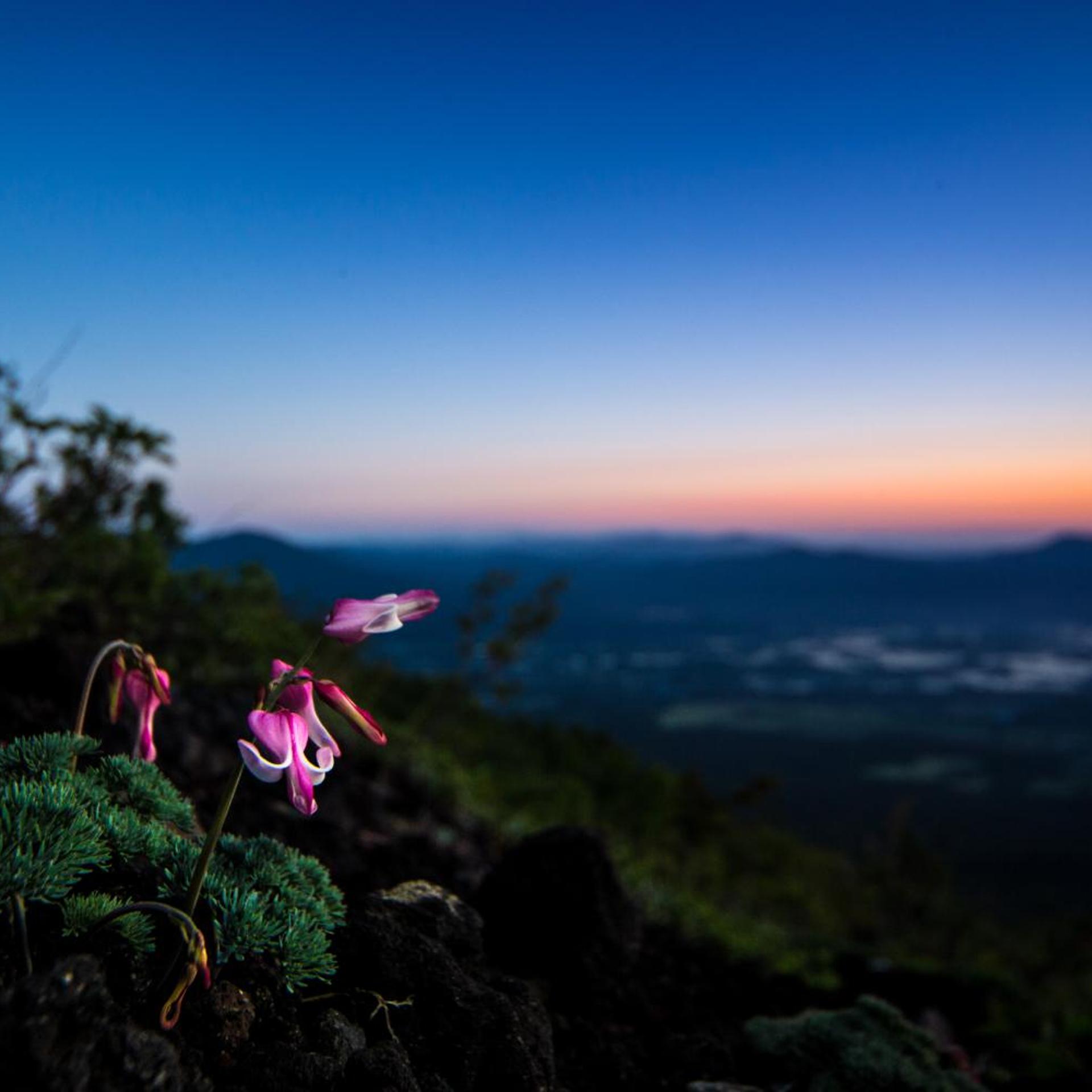 Hachimantai Heights 37/39