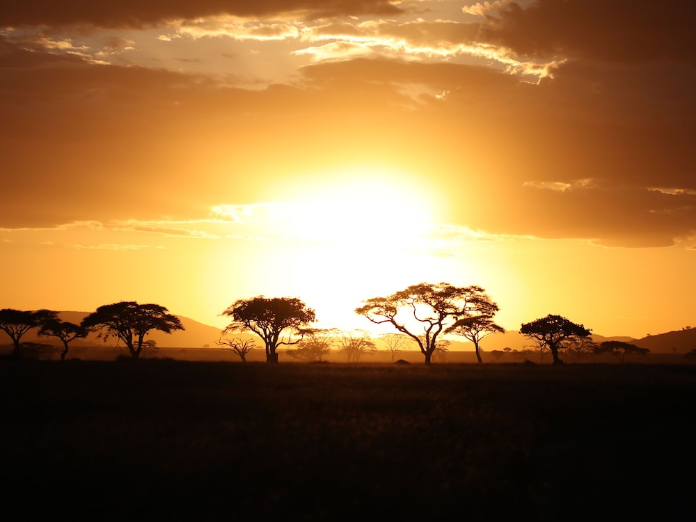 One Nature Nyaruswiga Serengeti 36/48