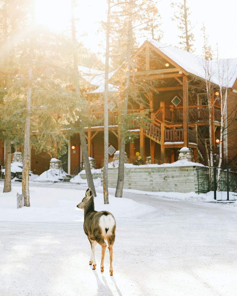 Buffalo Mountain Lodge 72/77