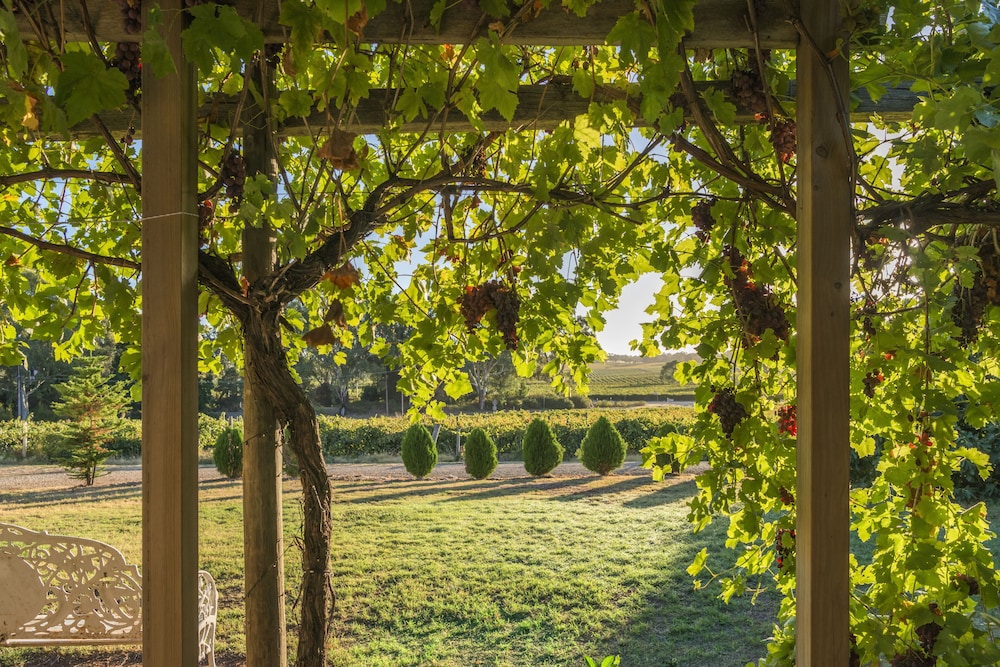 Barossa Shiraz Estate 36/50