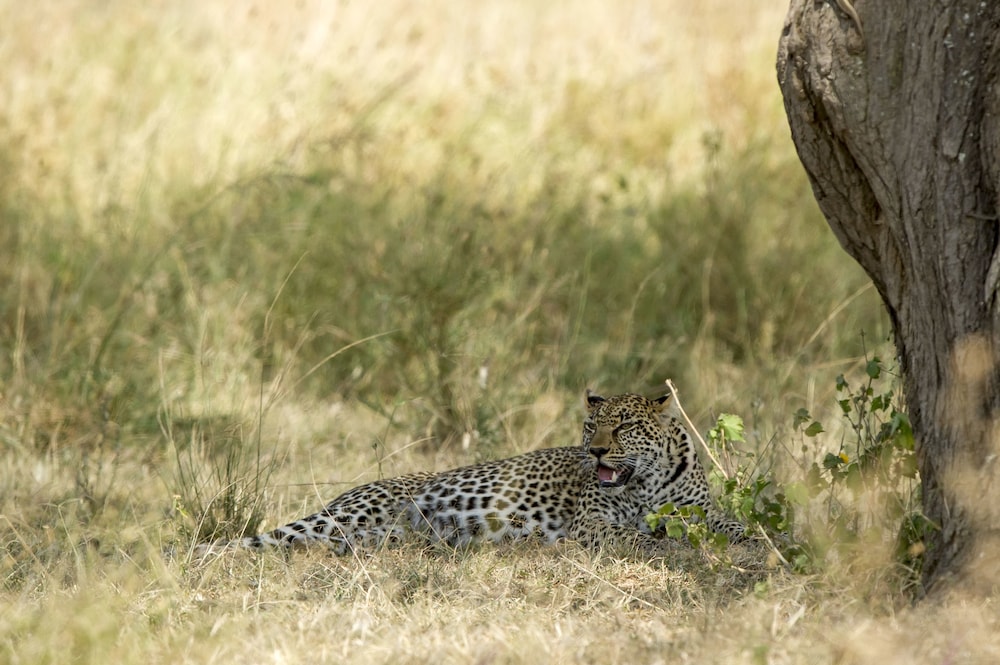 Serengeti Serena Safari Lodge 55/58